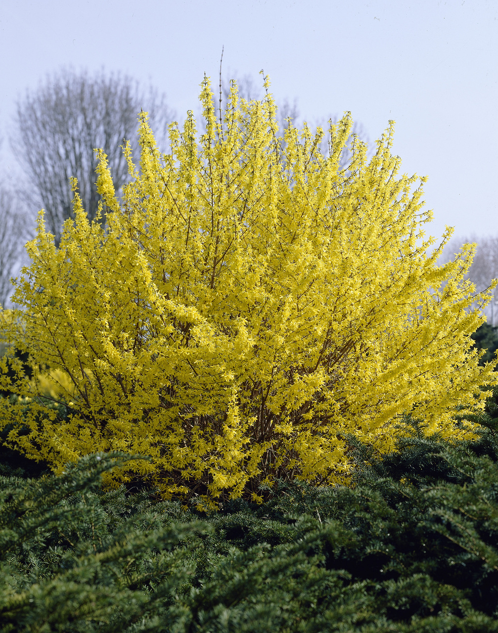 Forsythia intermedia 'Minigold'